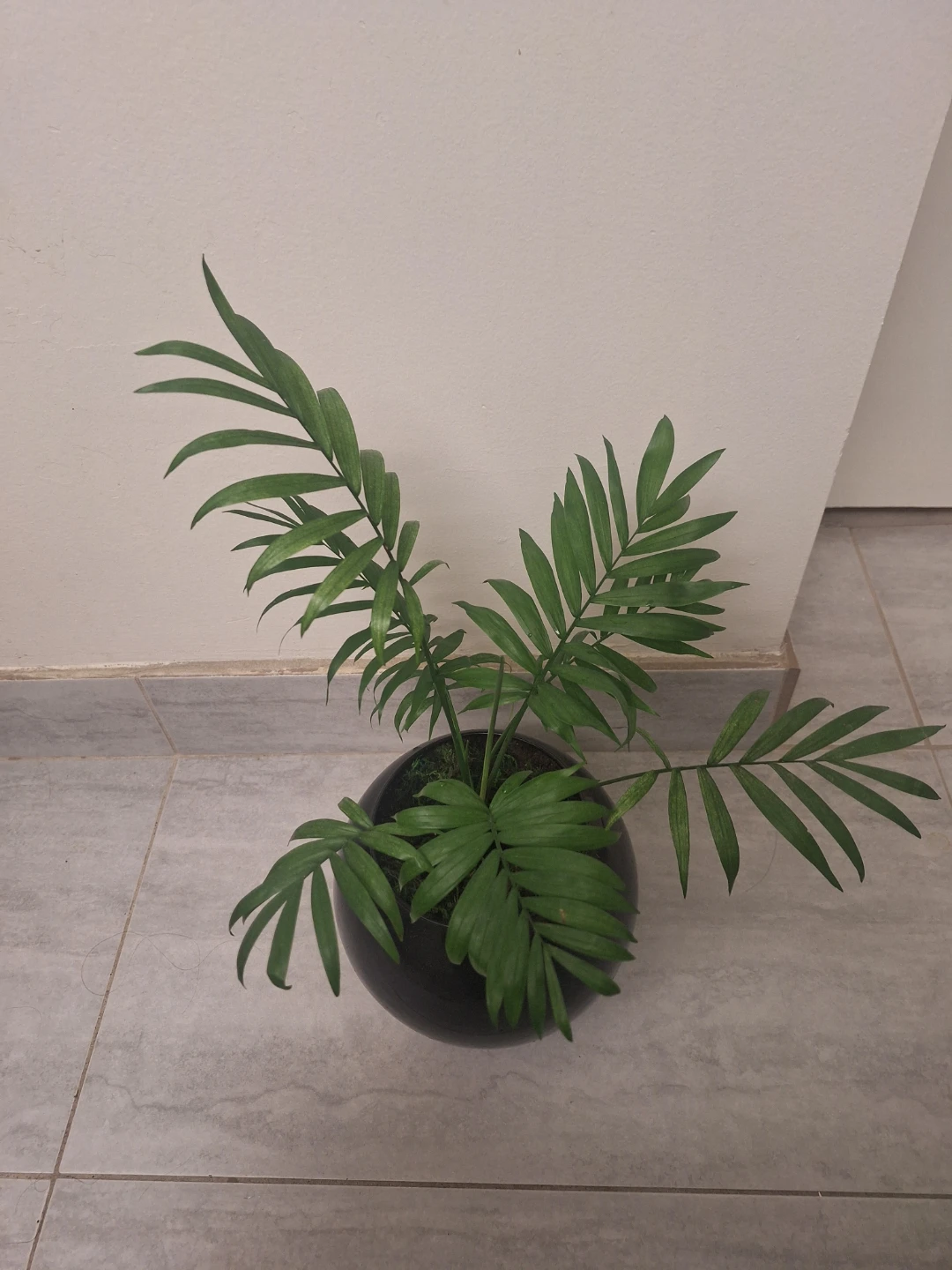 Parlor Palm Plant in Black Pot - photo 2