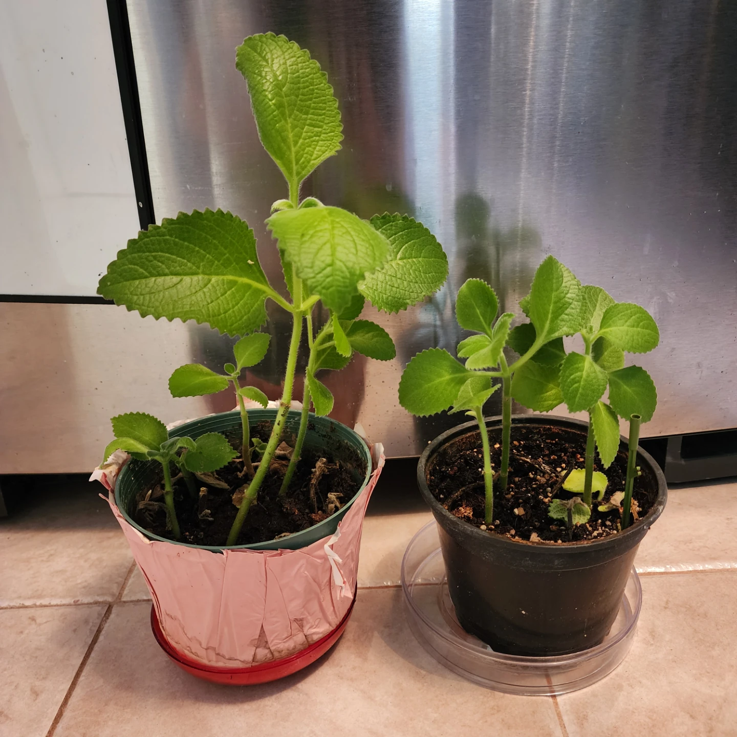 Two Potted Cuban oregano plants $6 ea