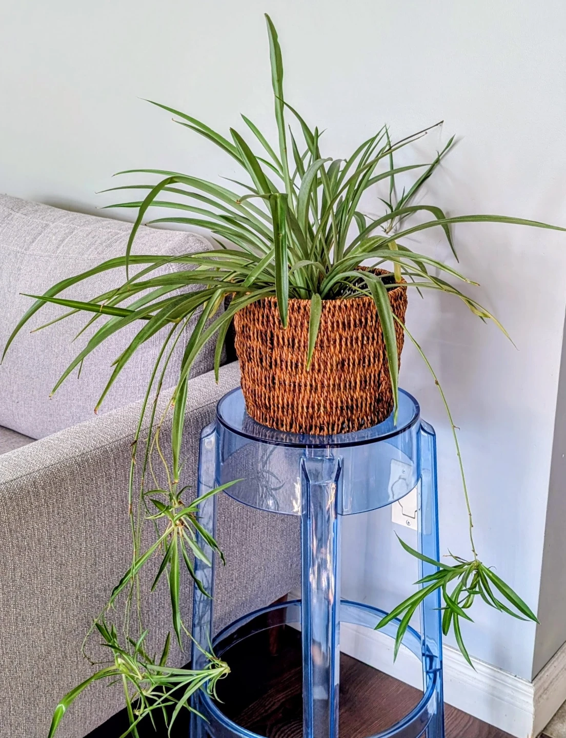 Woven Basket with Plant