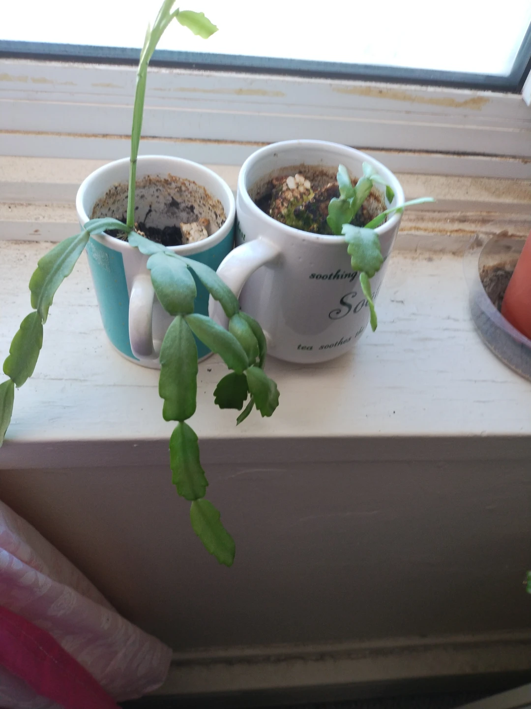 Two Succulent Cuttings in Mugs