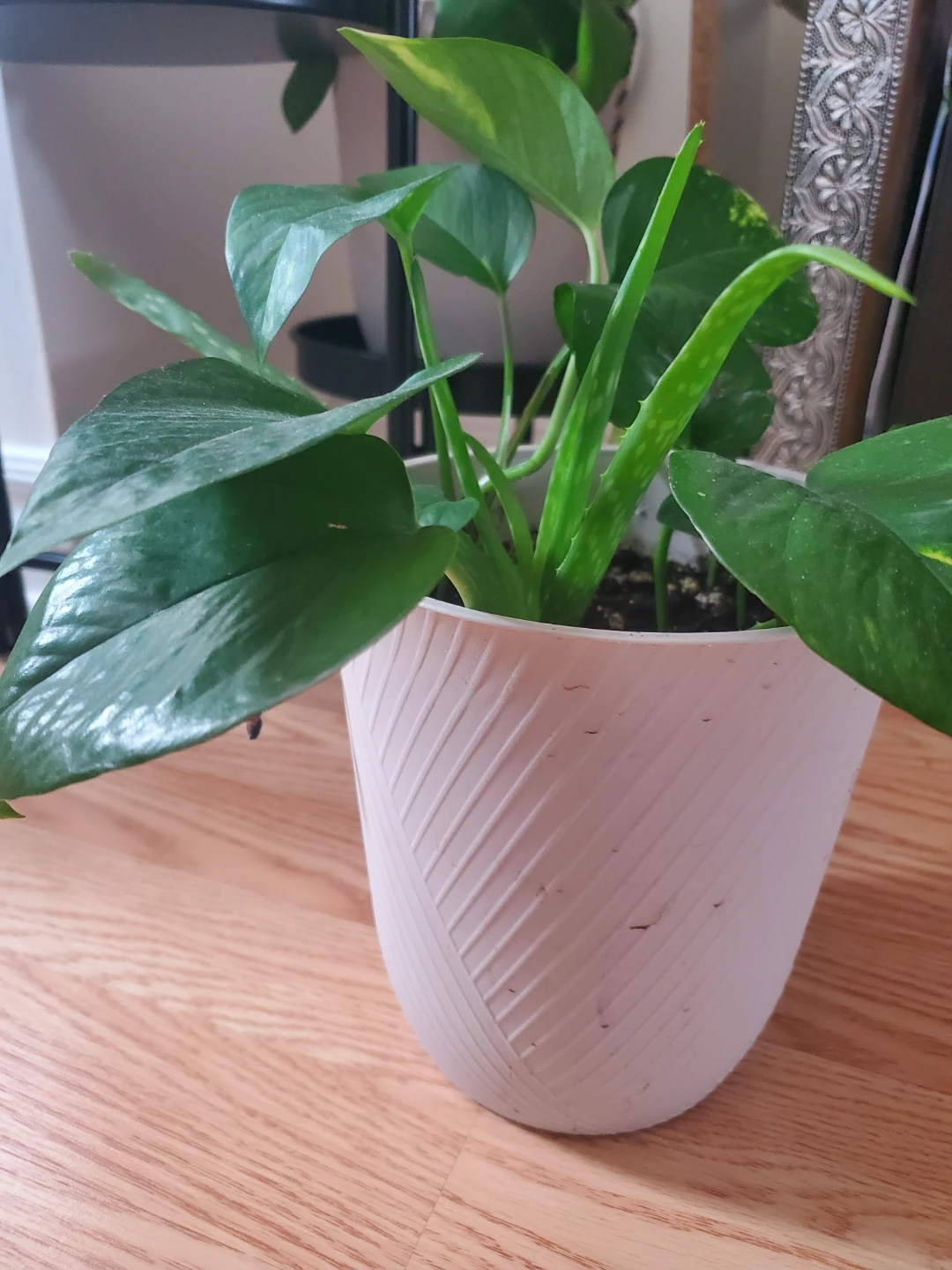 Pothos and Aloe Vera Plant in White Textured Pot