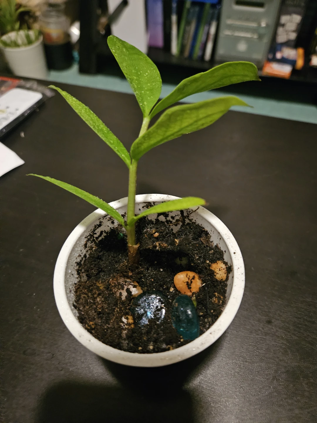 Small Zanzibar Gem plant