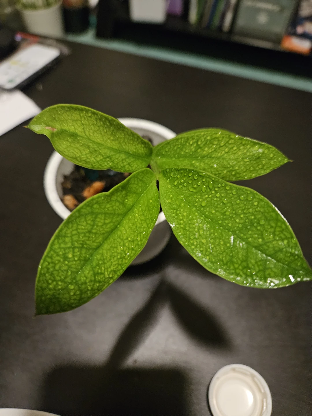 Small Zanzibar Gem plant - photo 2