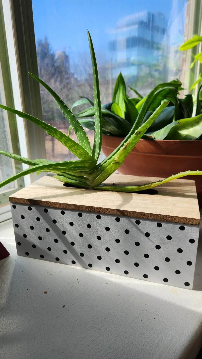Upcyled tissue box planter with aloe vera plant
