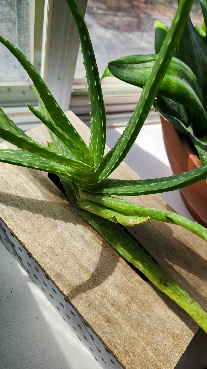 Upcyled tissue box planter with aloe vera plant - photo 2