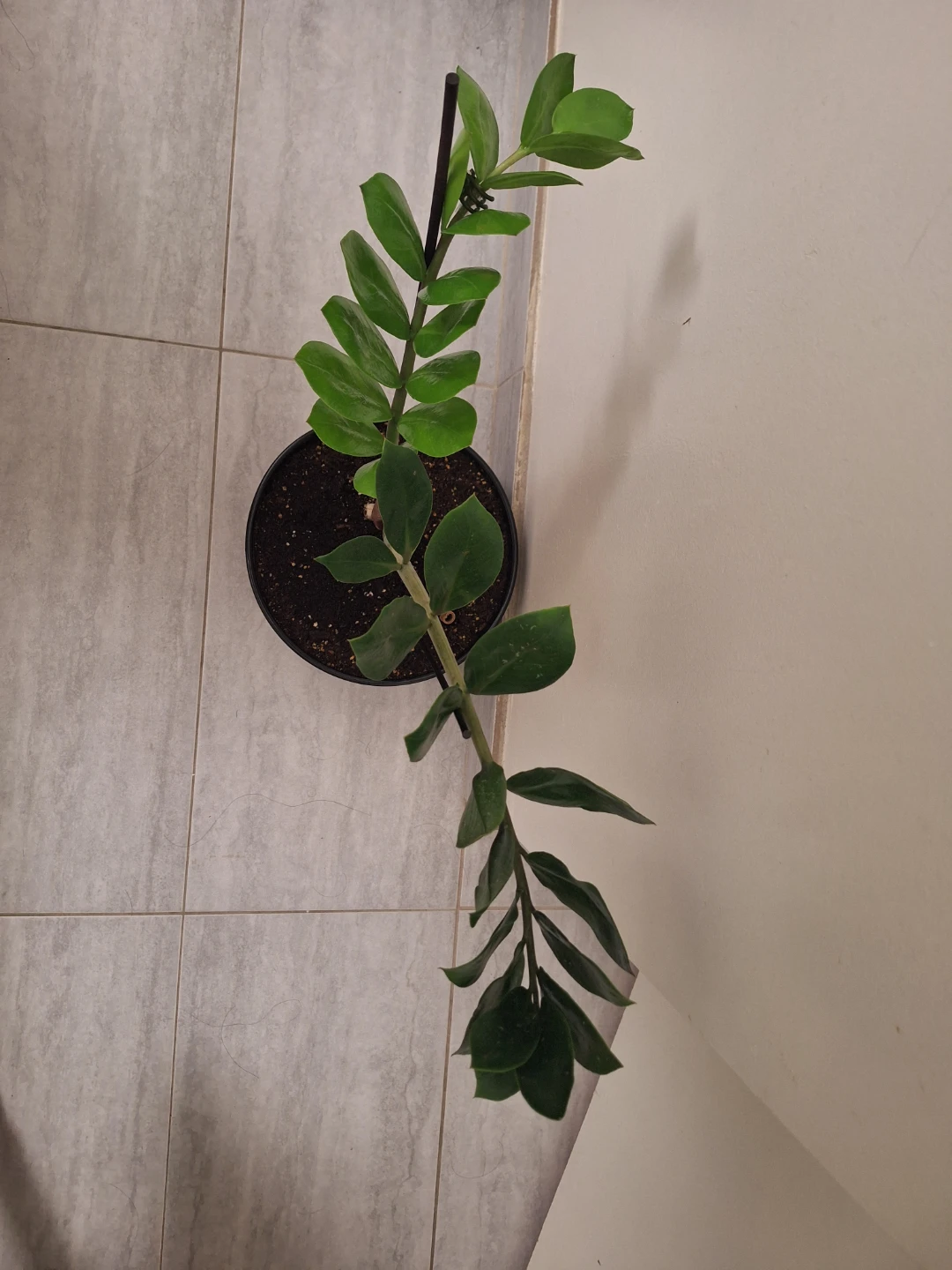 ZZ Plant in Black  ceramic Pot 🏆 - photo 2