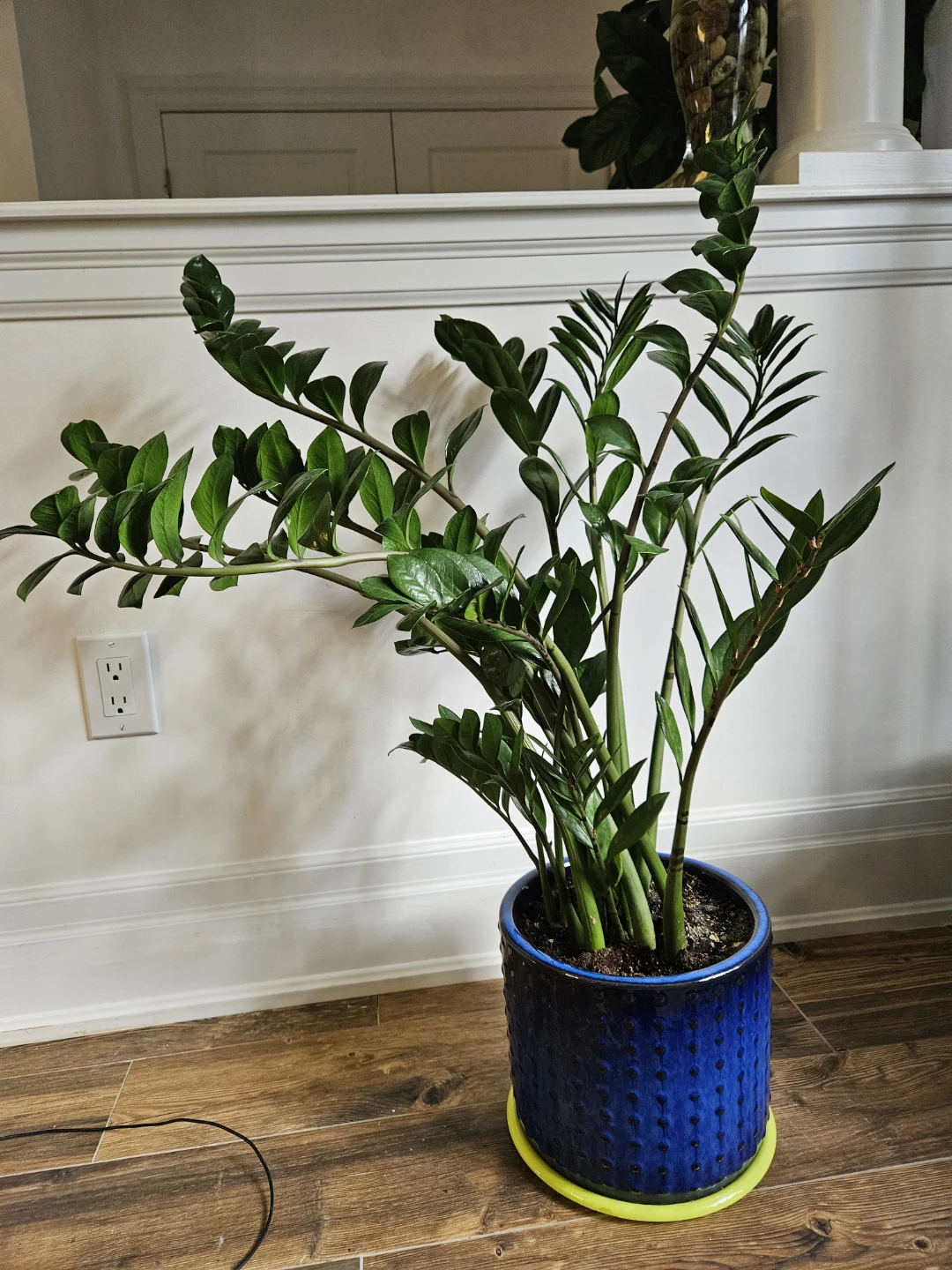 ZZ Plant in Blue Pot - photo 5