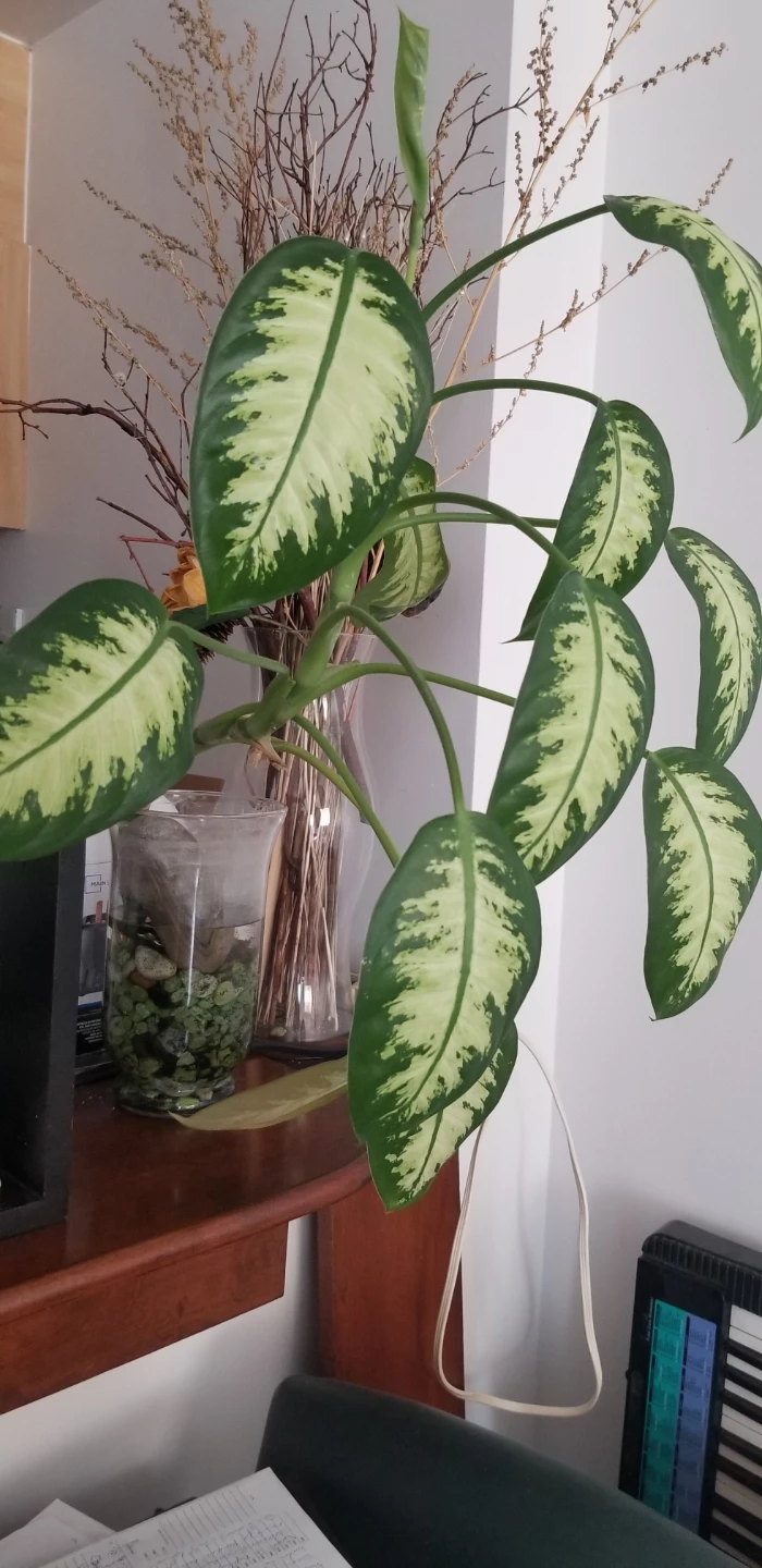 Plant