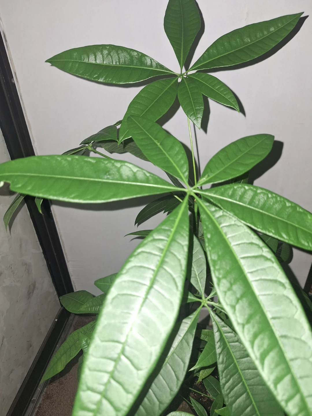 Money Tree Plant - photo 3