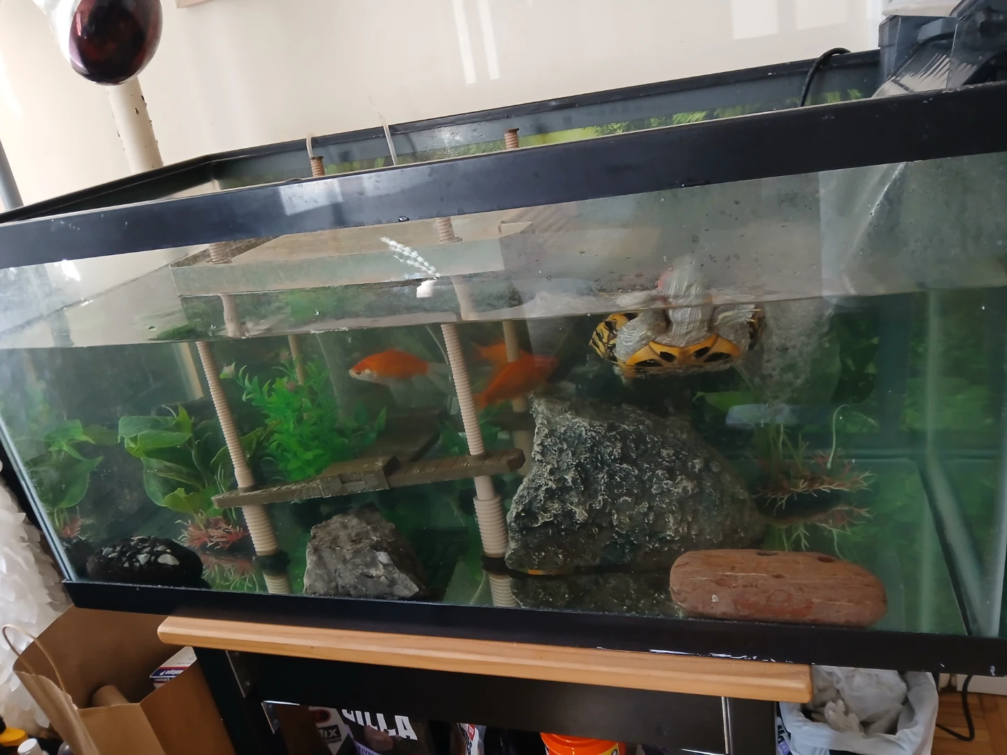 Golden fish - photo 2