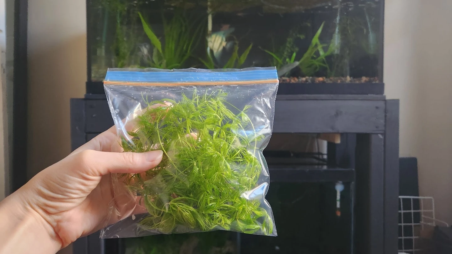 Live Aquarium Plants - Hornwort - photo 2