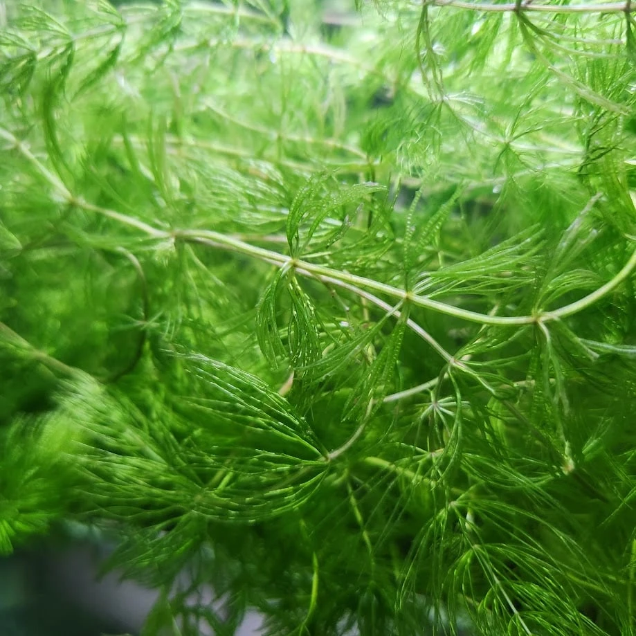 Live Aquarium Plants - Hornwort - photo 5