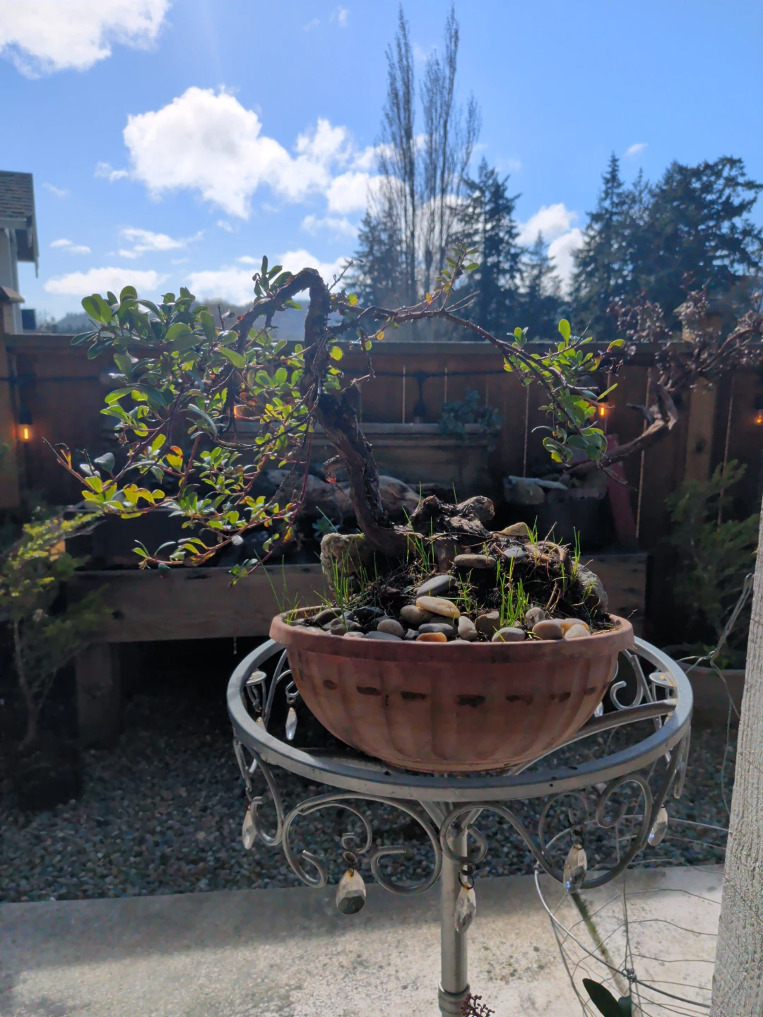 Bonsai Tree in Terracotta Pot