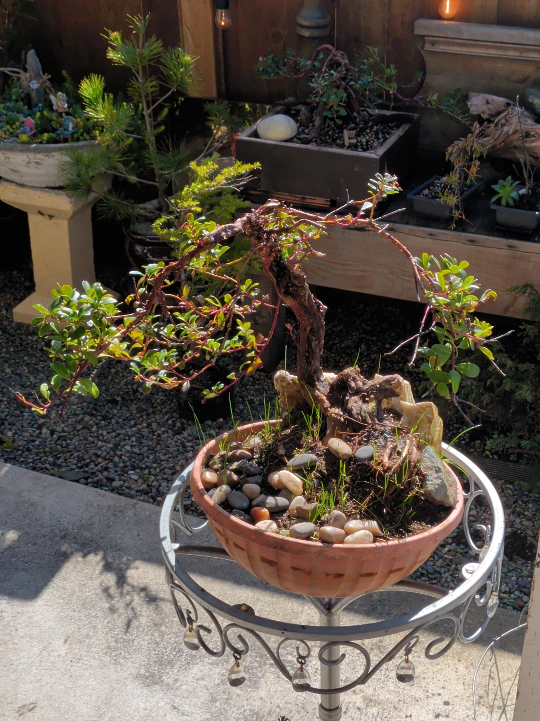 Bonsai Tree in Terracotta Pot - photo 3