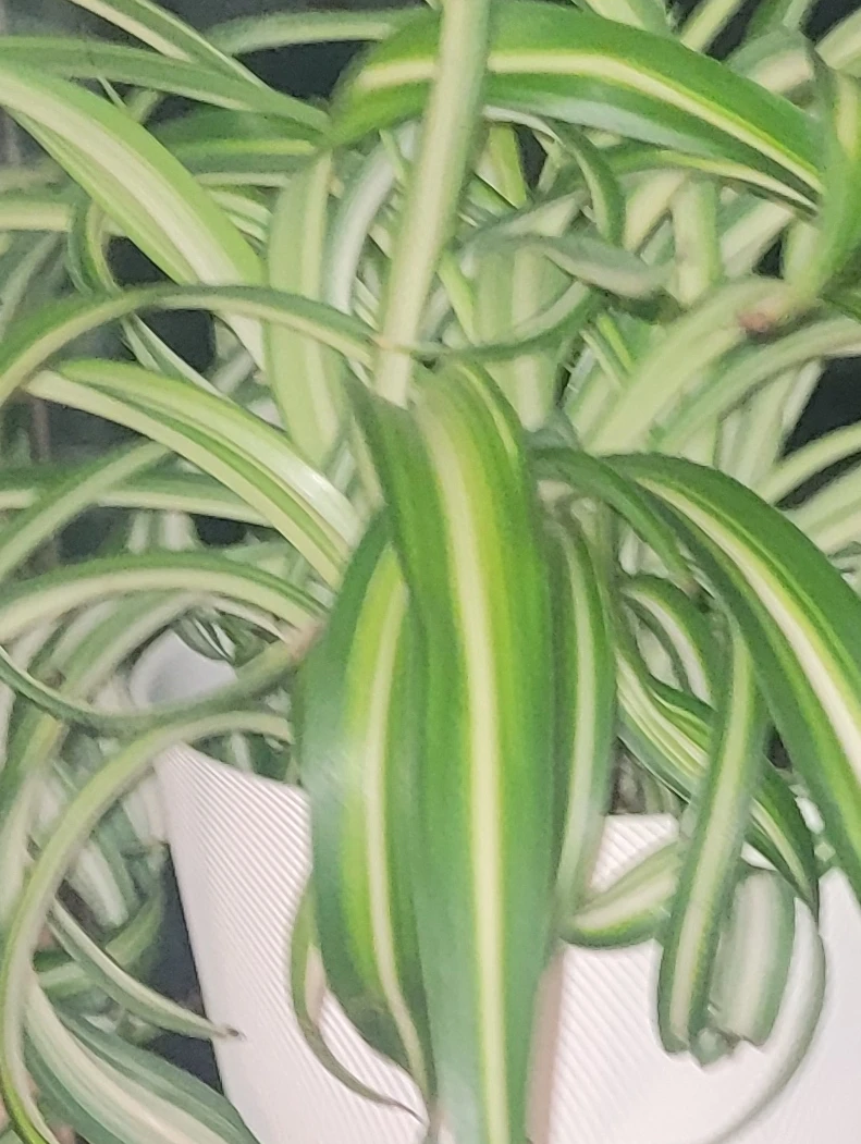 I AM LOOKING FOR FREE HOUSE PLANTS - photo 2
