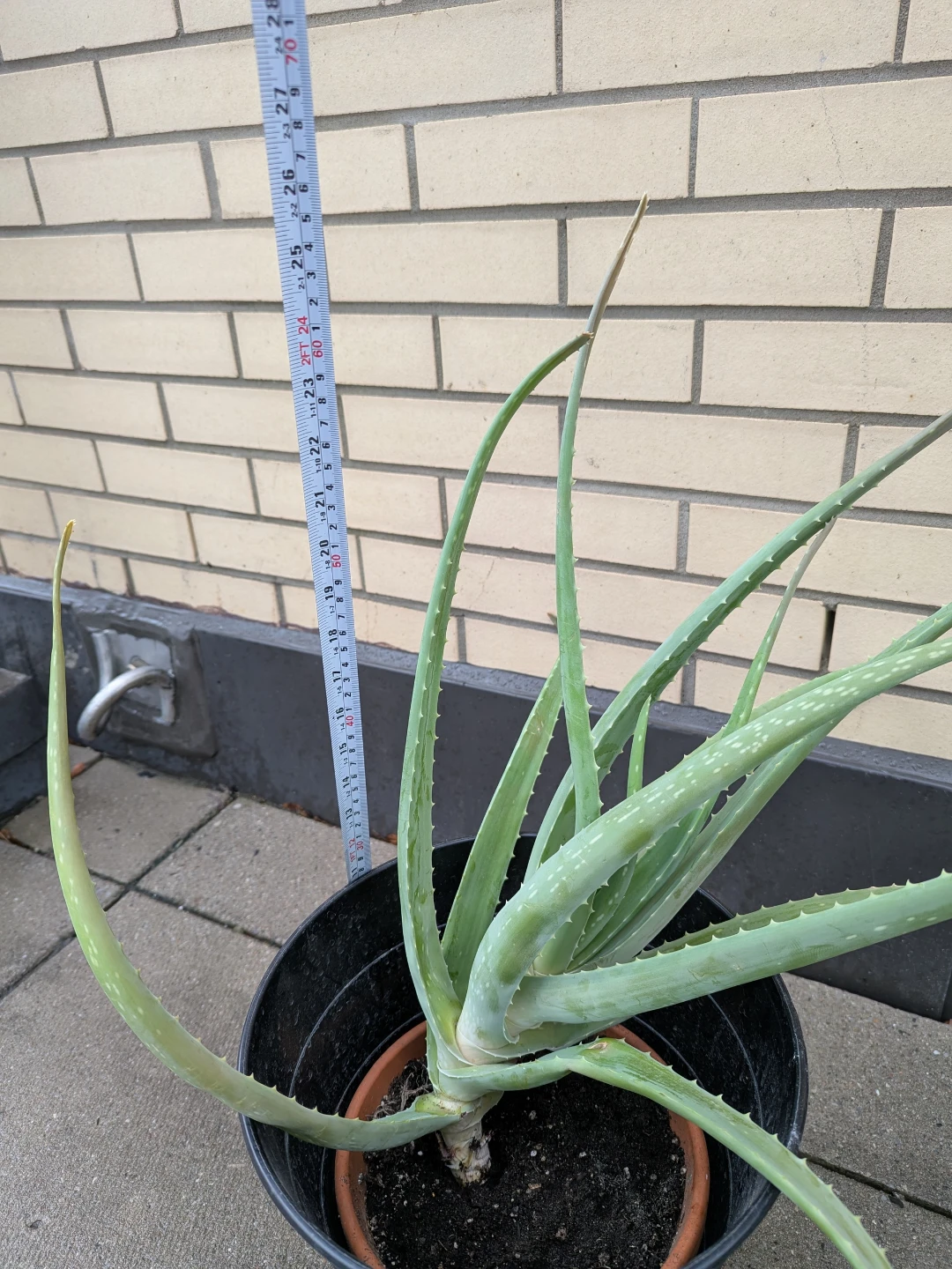 Large Aloe Vera Plant in Clay Pot and Black Planter - photo 3