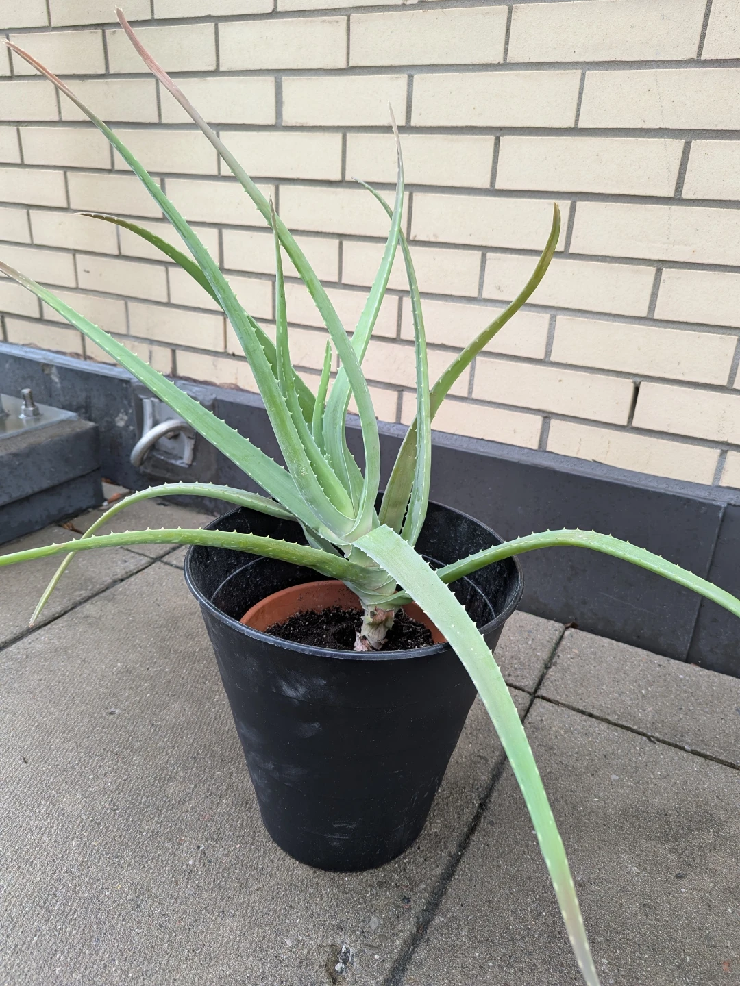 Large Aloe Vera Plant in Clay Pot and Black Planter