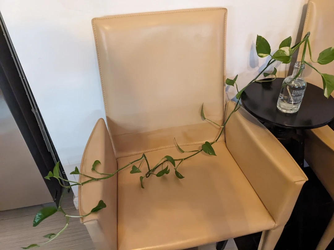 🥕 Healthy Pothos Plant Cutting