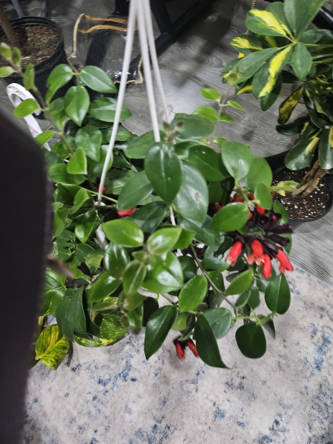 Hanging Lipstick Plant with Red Flowers🥕🥕❤️