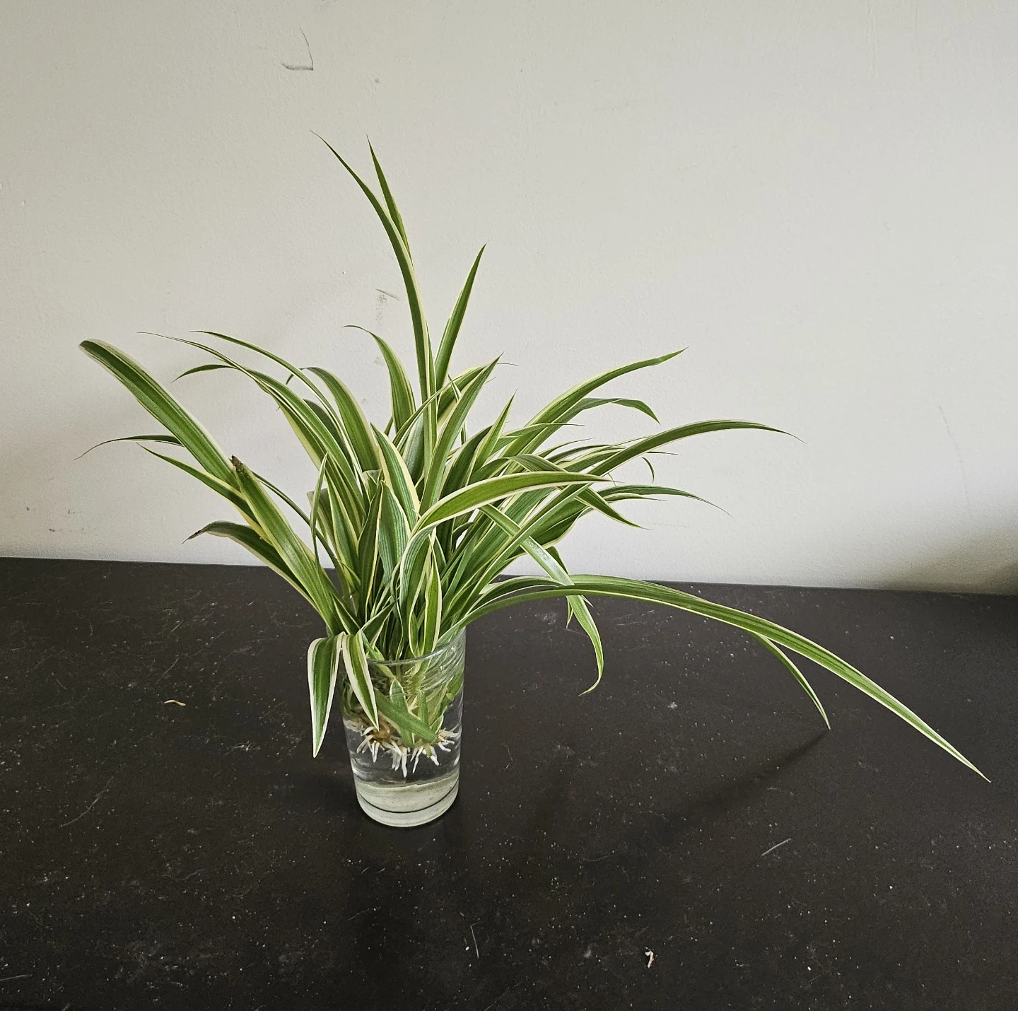Spider Plant Cuttings in Glass