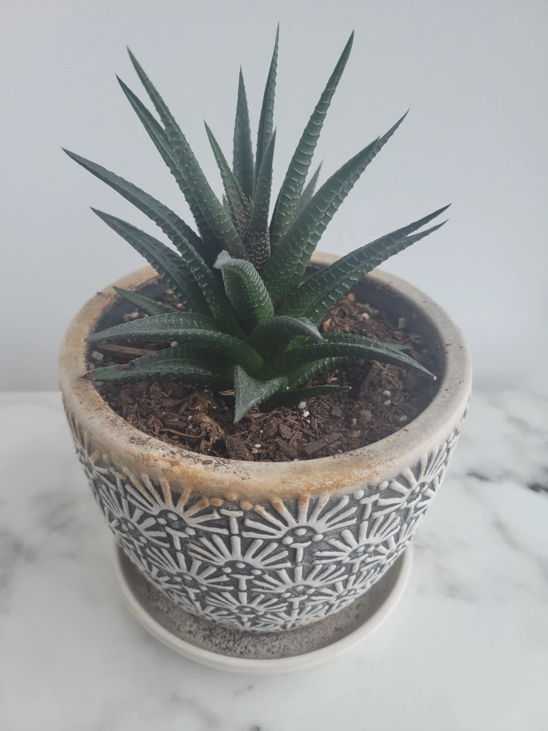 Haworthia Plant in Decorative Pot - photo 2