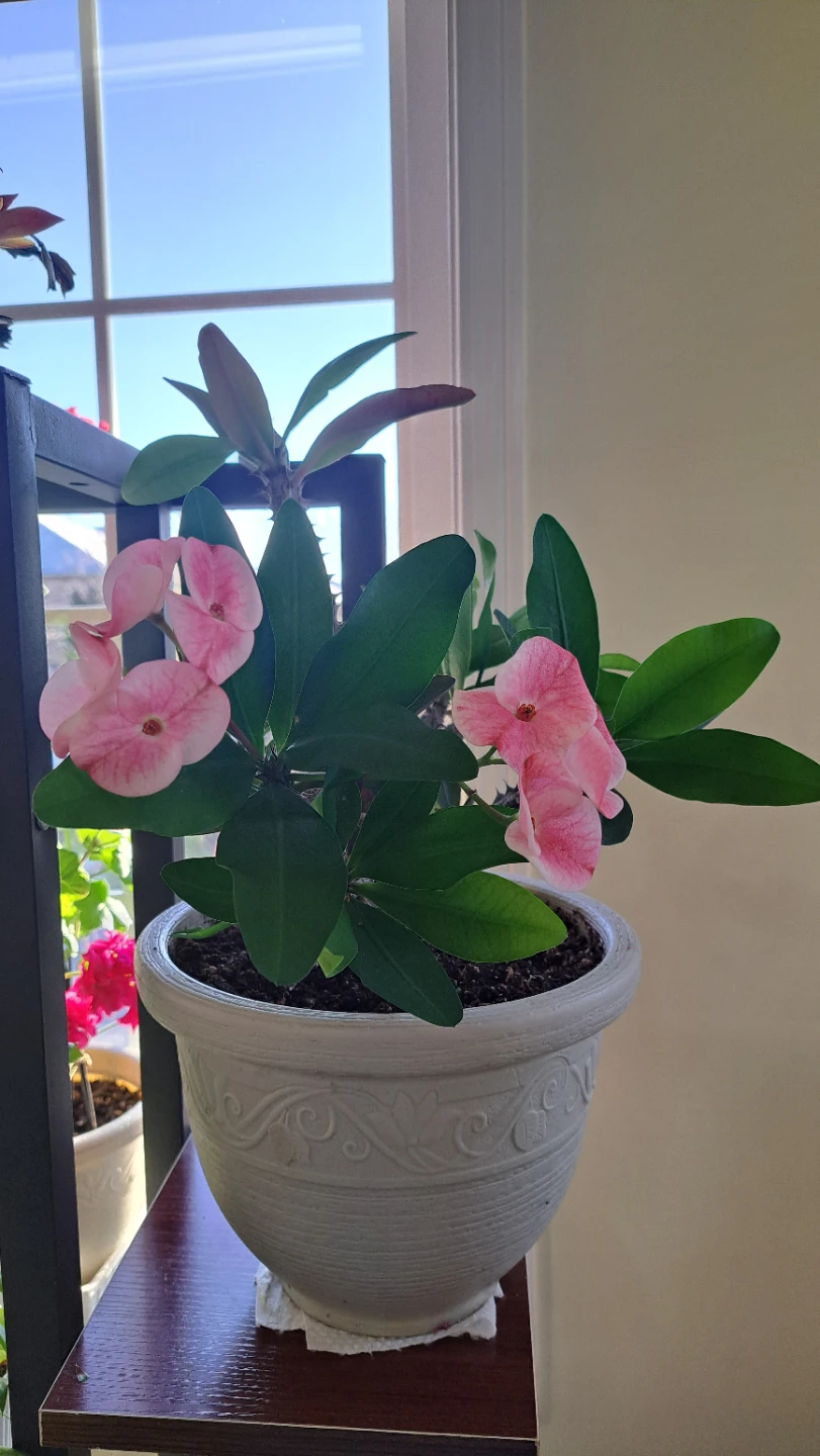 Pink Crown of Thorns Plant in Decorative Pot