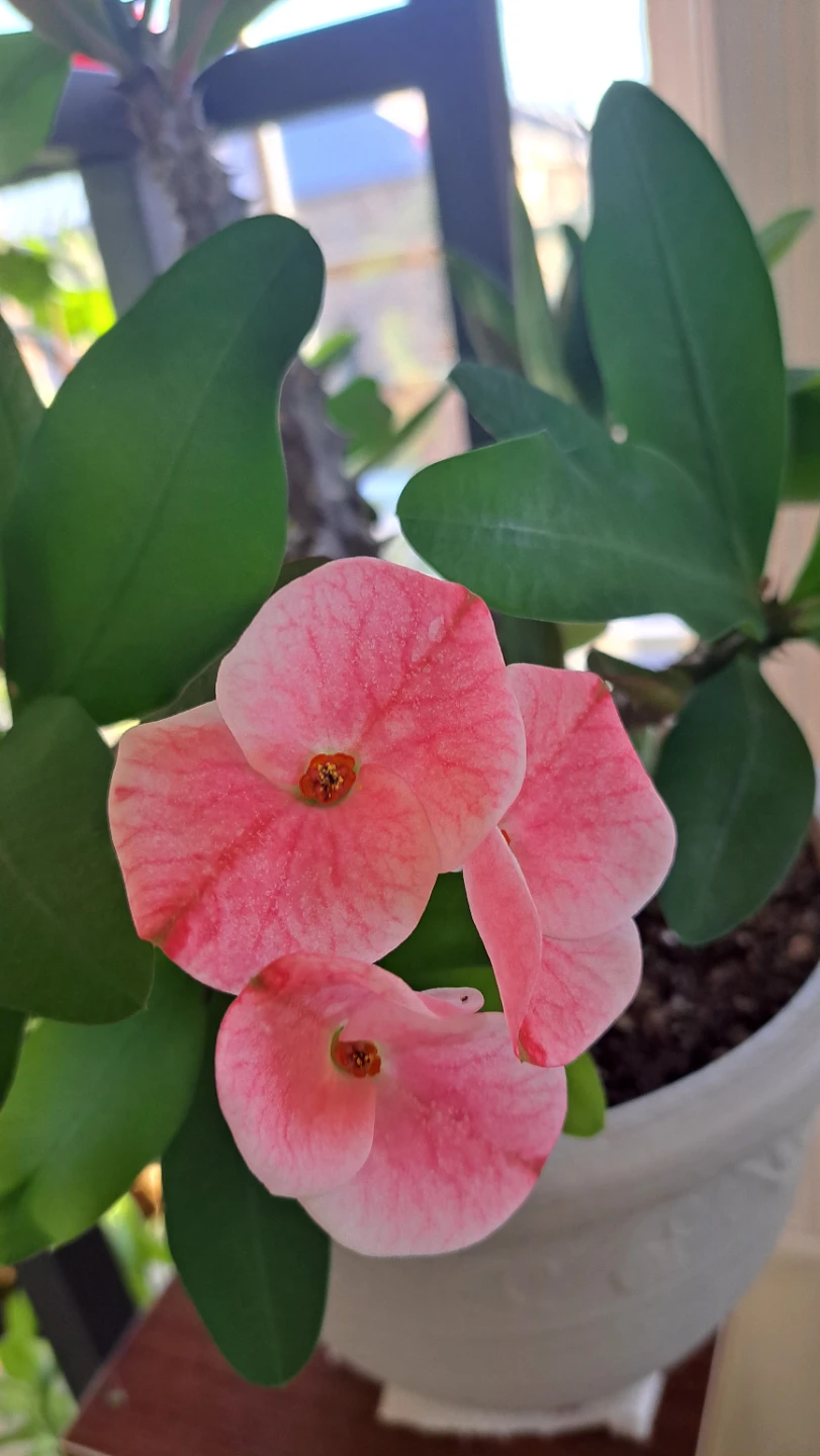 Pink Crown of Thorns Plant in Decorative Pot - photo 2