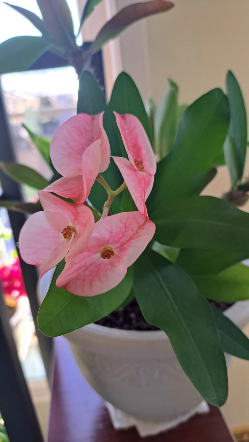 Pink Crown of Thorns Plant in Decorative Pot - photo 3