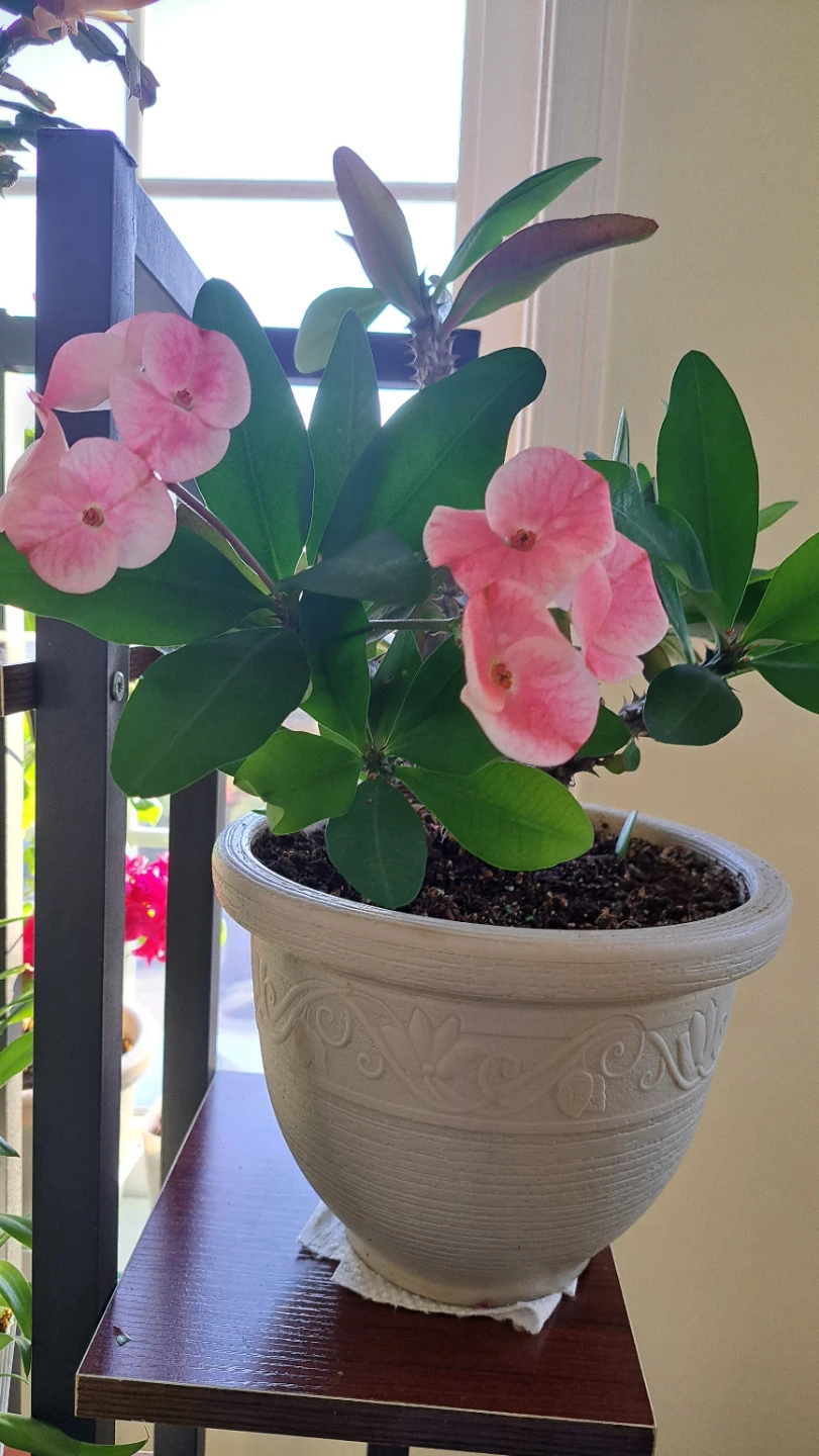 Pink Crown of Thorns Plant in Decorative Pot - photo 4