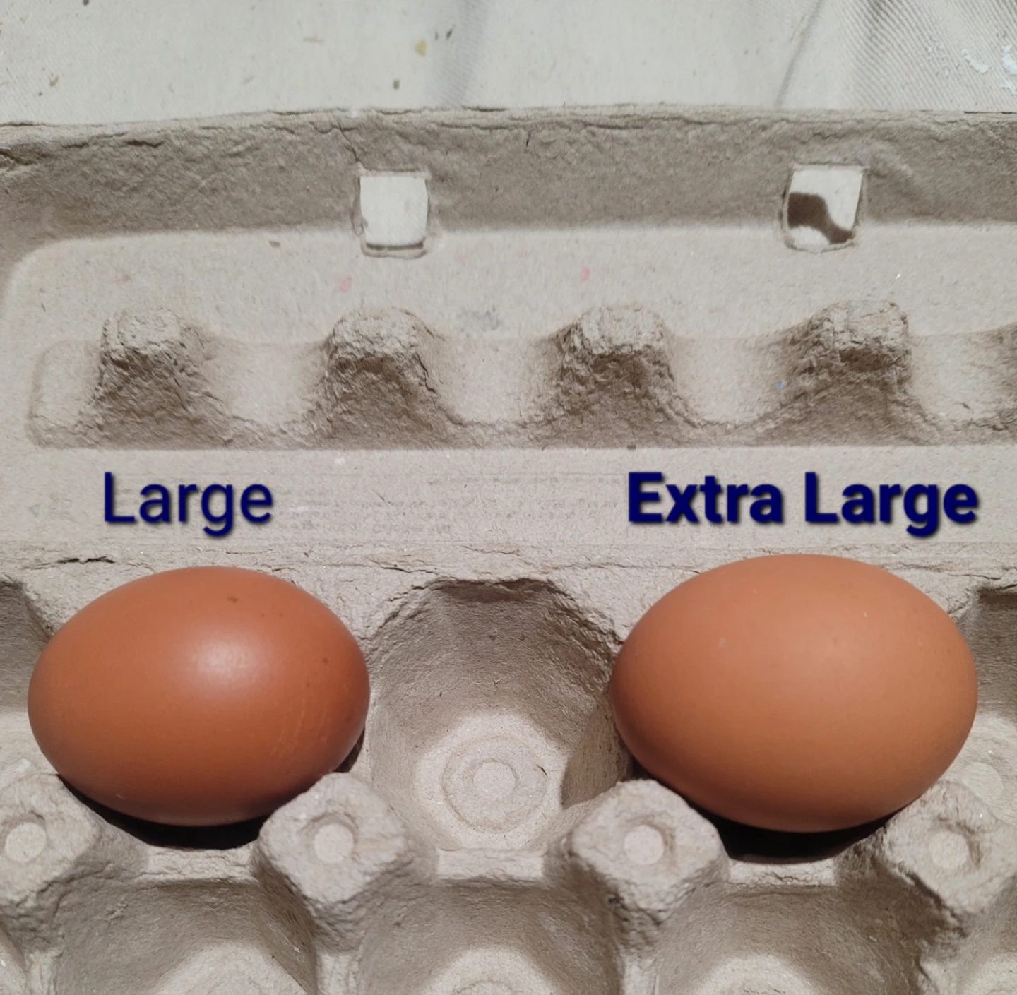 Extra Large Brown Eggs - photo 3