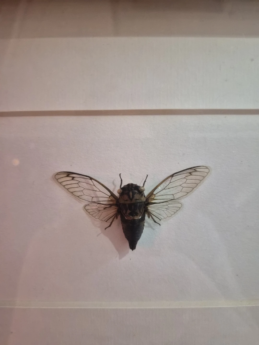 Cicada and cherry blossom - photo 2