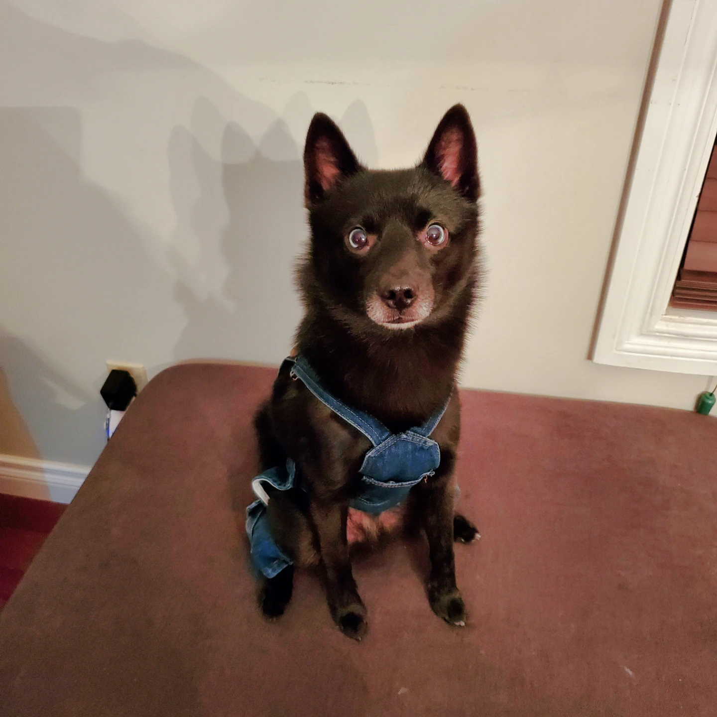 Blue Cargo Jean Denim Dog Overalls Size Medium NEW - photo 4