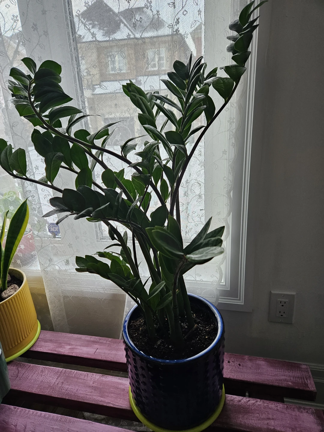 ZZ Plant in Blue Pot - photo 3