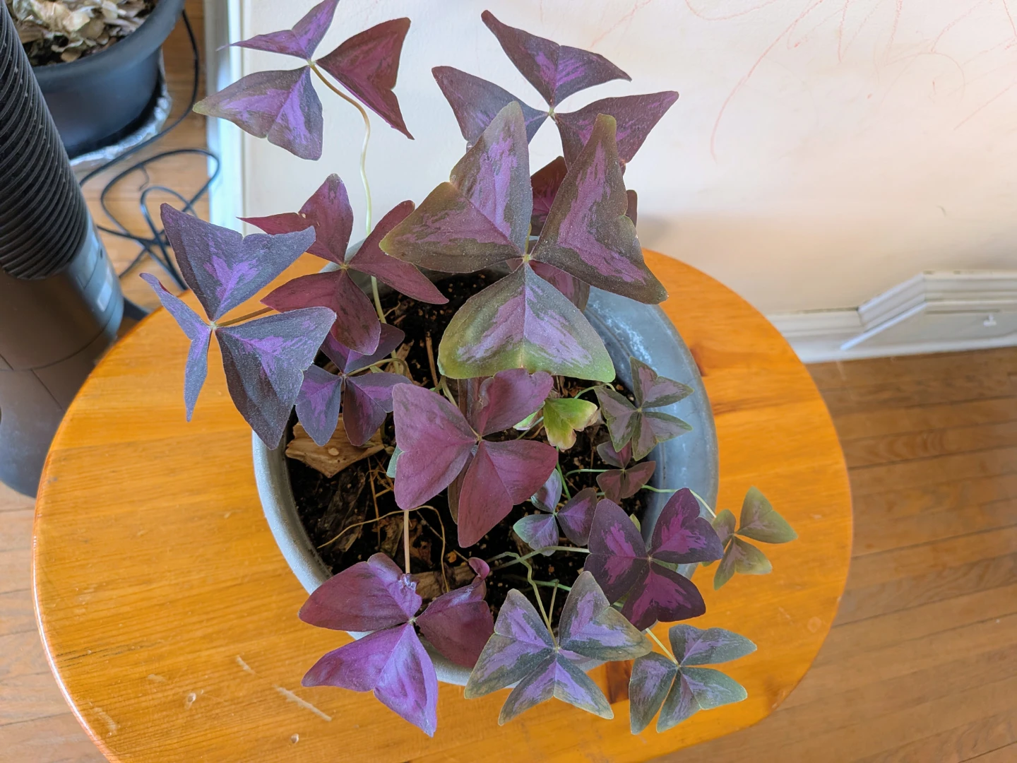 Large Purple Oxalis 6x9in pot