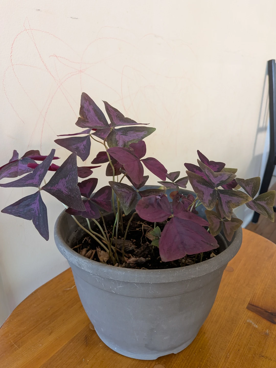 Large Purple Oxalis 6x9in pot - photo 2