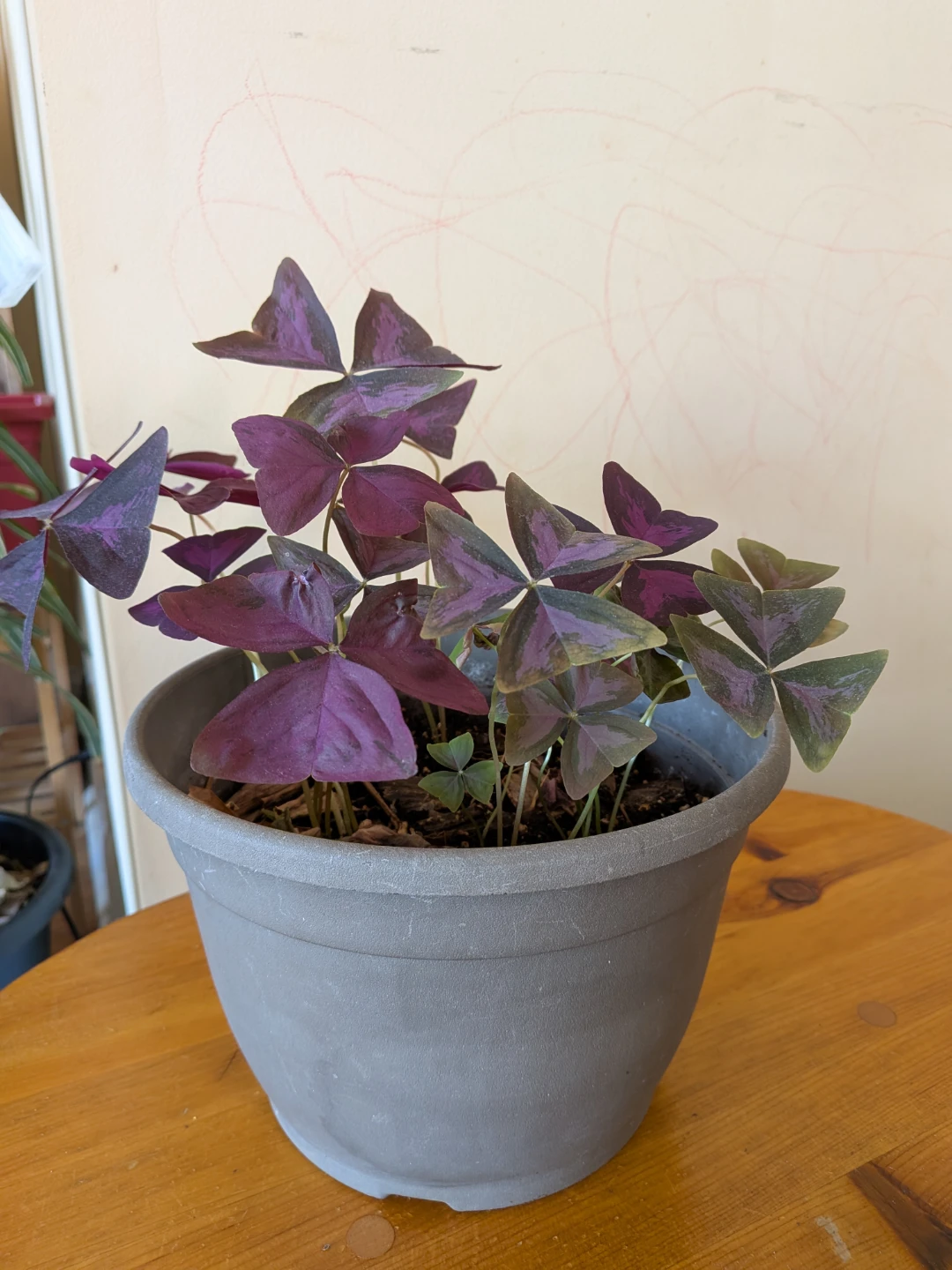 Large Purple Oxalis 6x9in pot - photo 3