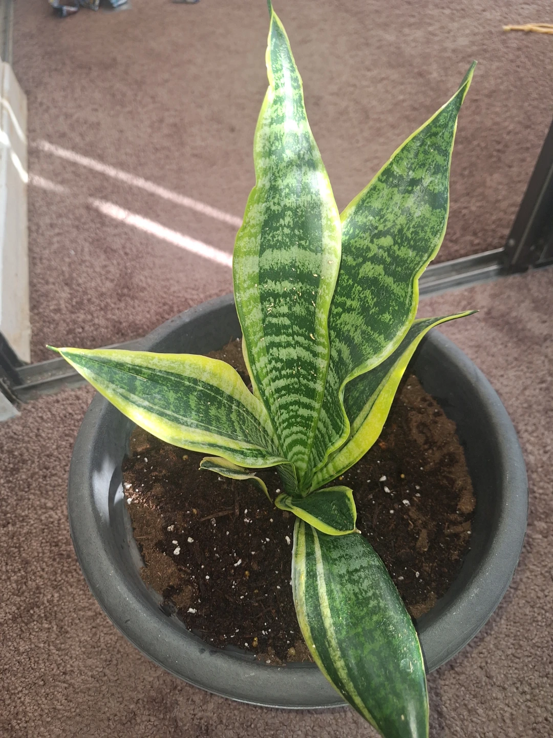 Sansevieria snake Plant in Pot - photo 2
