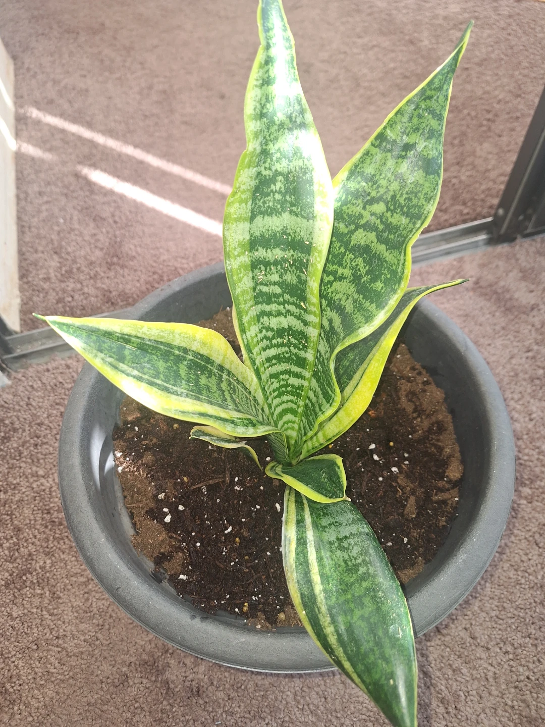 Sansevieria snake Plant in Pot - photo 3