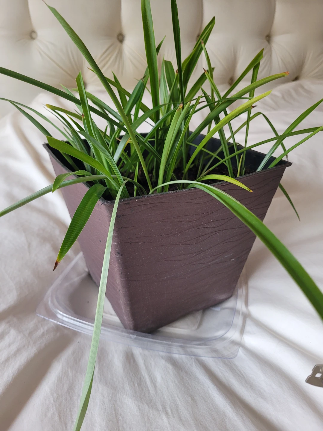 Potted Spider Plant - photo 2