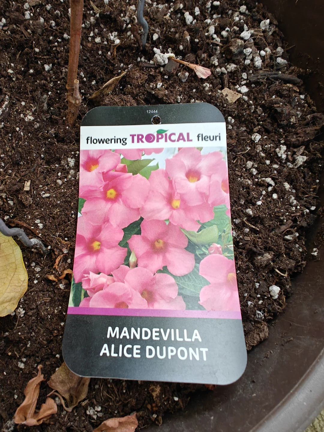 Mandevilla Alice Dupont Flowering Tropical Plant - photo 2