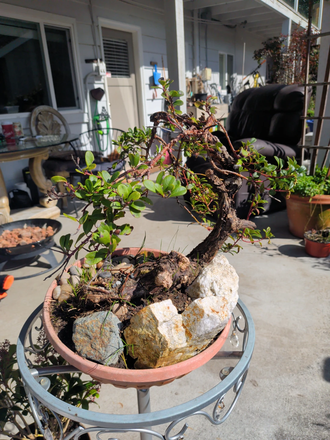 Bonsai Tree in Terracotta Pot - photo 2