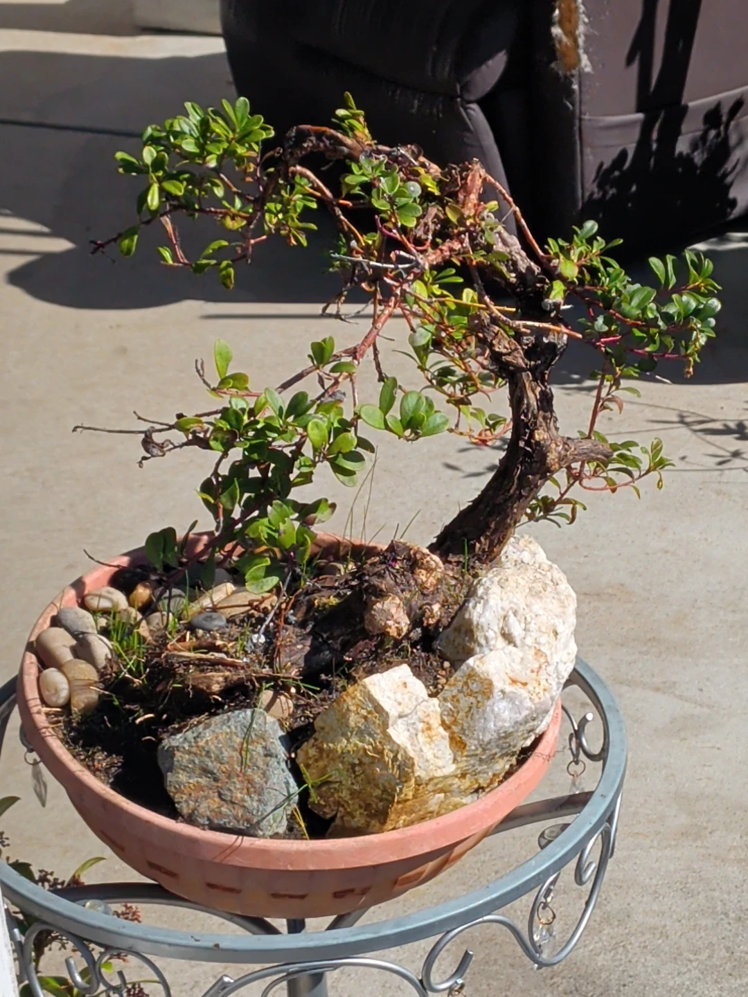 Bonsai Tree in Terracotta Pot - photo 4