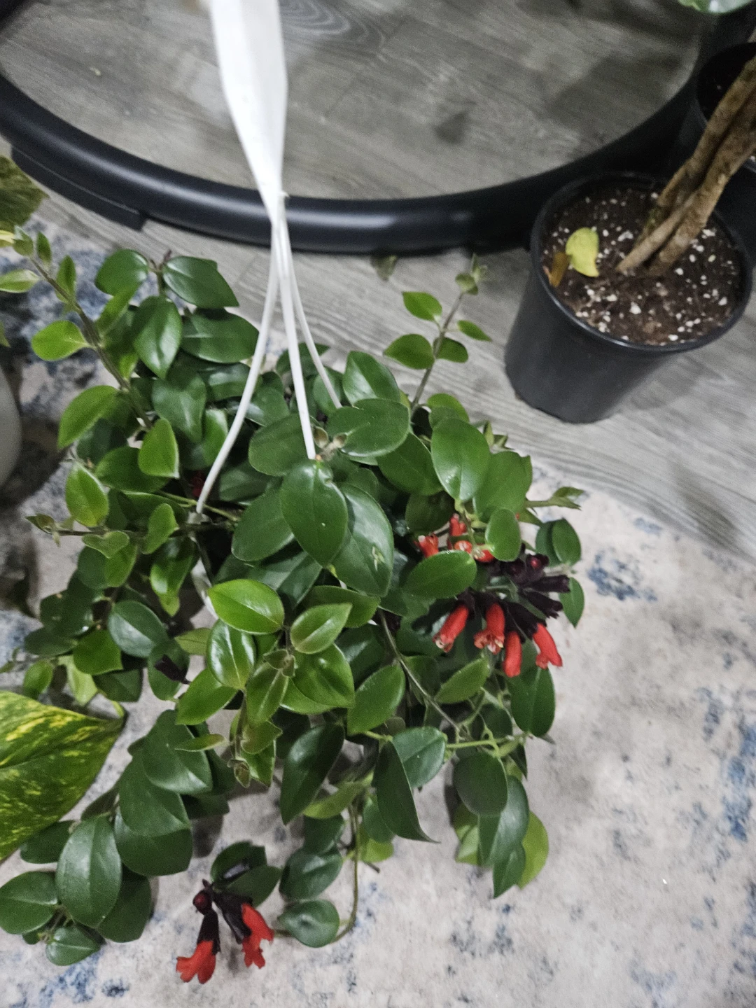 Hanging Lipstick Plant with Red Flowers🥕🥕❤️ - photo 2