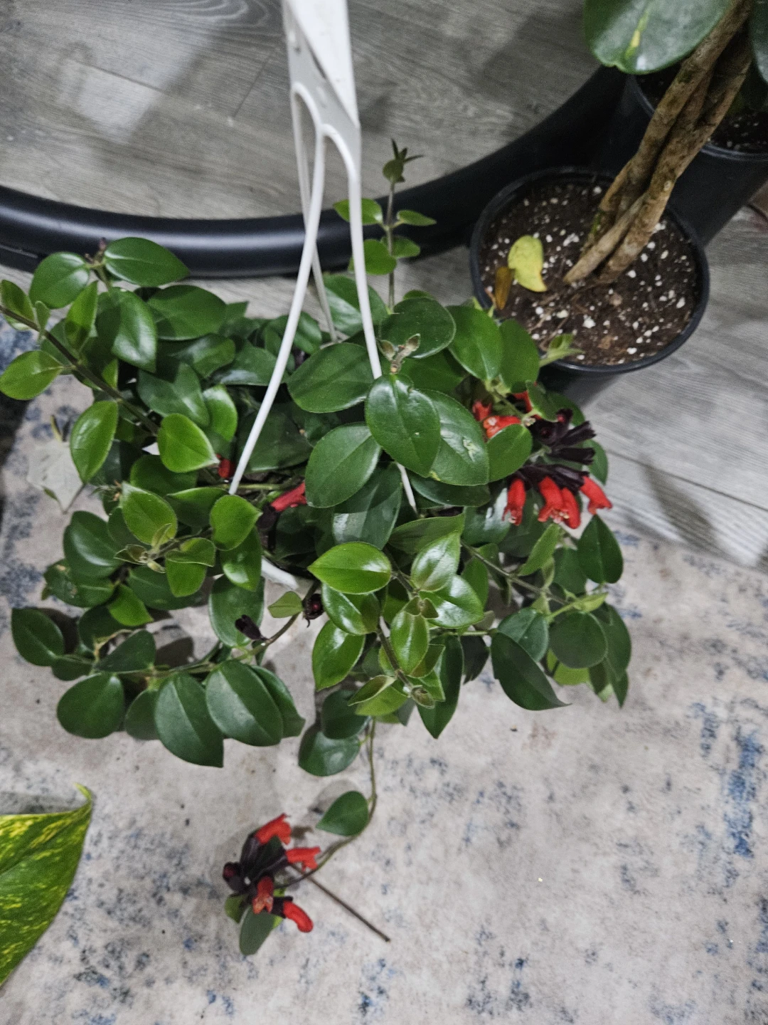 Hanging Lipstick Plant with Red Flowers🥕🥕❤️ - photo 3