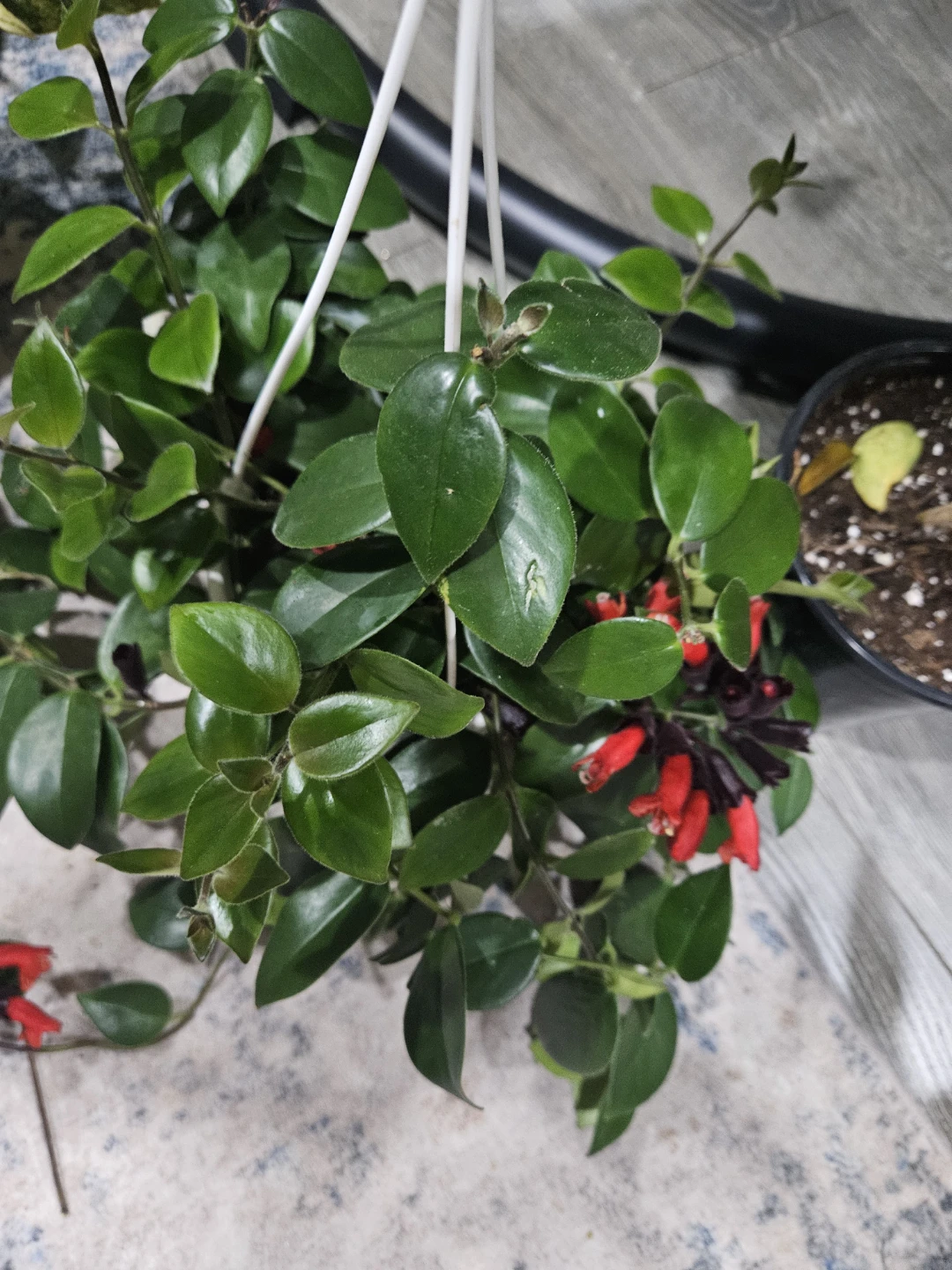 Hanging Lipstick Plant with Red Flowers🥕🥕❤️ - photo 4