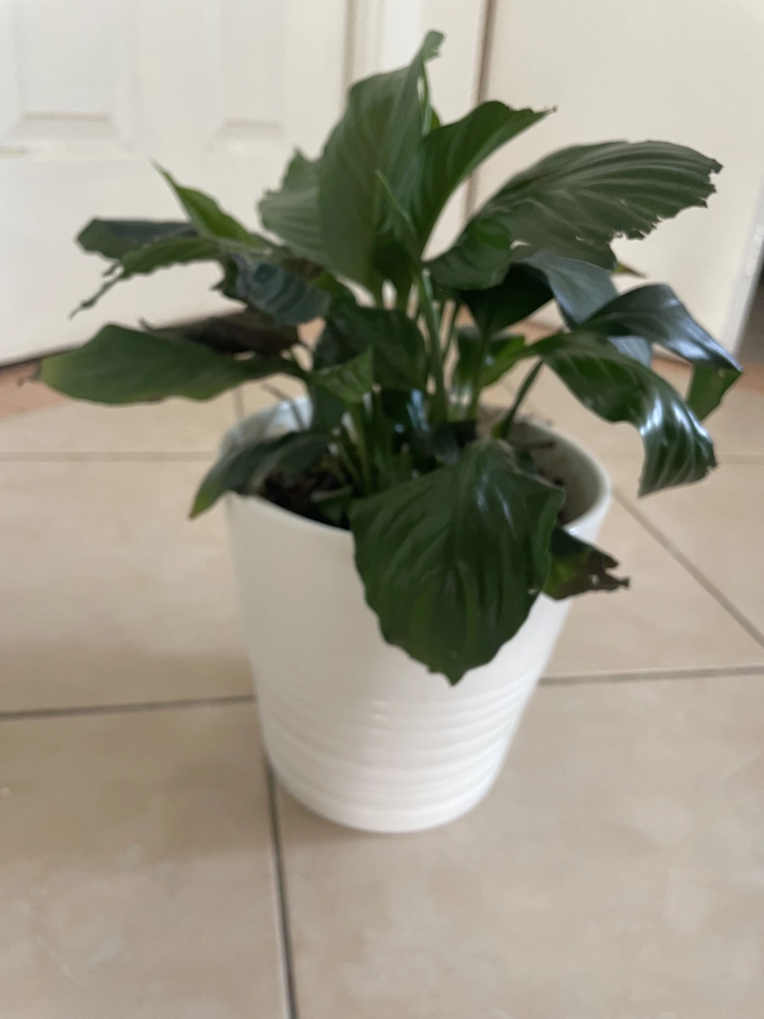 Potted Peace Lily Plant