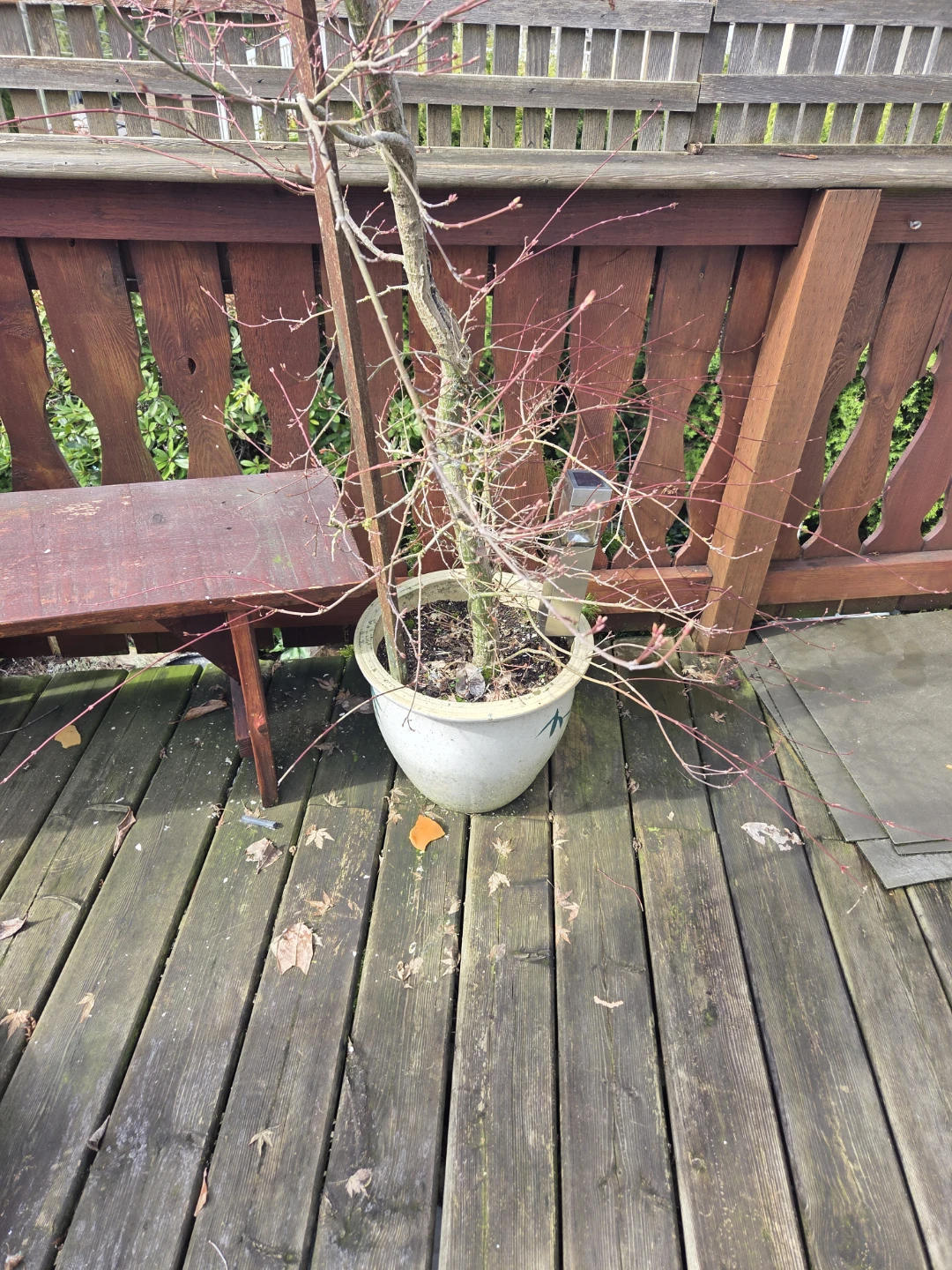 Japanese Maple Tree in Pot