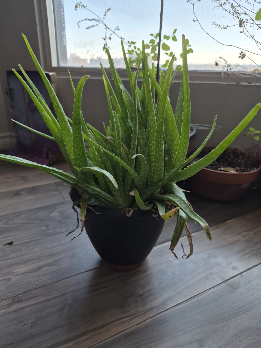 Aloe Vera Plant in Black Pot