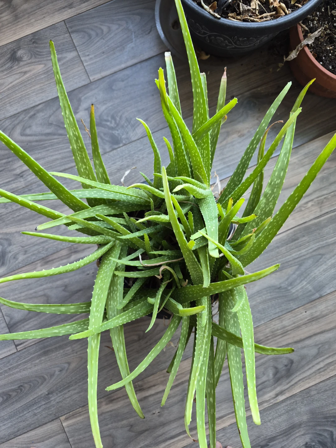 Aloe Vera Plant in Black Pot - photo 2