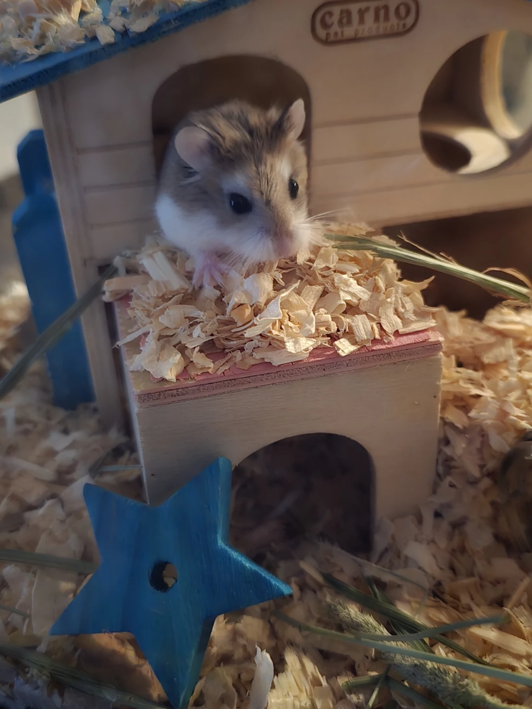 Hamster Cage with Accessories